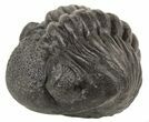 Wide Enrolled Pedinopariops Trilobite #56657-3